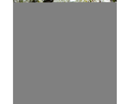 Чохол LEOPARD Case for iPhone XR Brown 1 mag-2000001596593135702